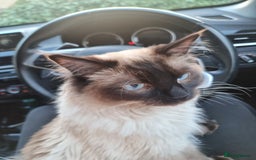 Ragdoll cats for stud: Ollie - Ragdoll Stud Available - Playful & Loving - Image 7