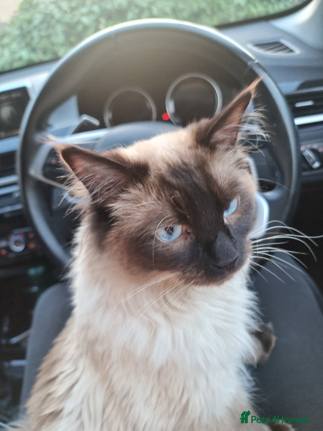 Ragdoll cats for stud: Ollie - Ragdoll Stud Available - Playful & Loving - Image 7