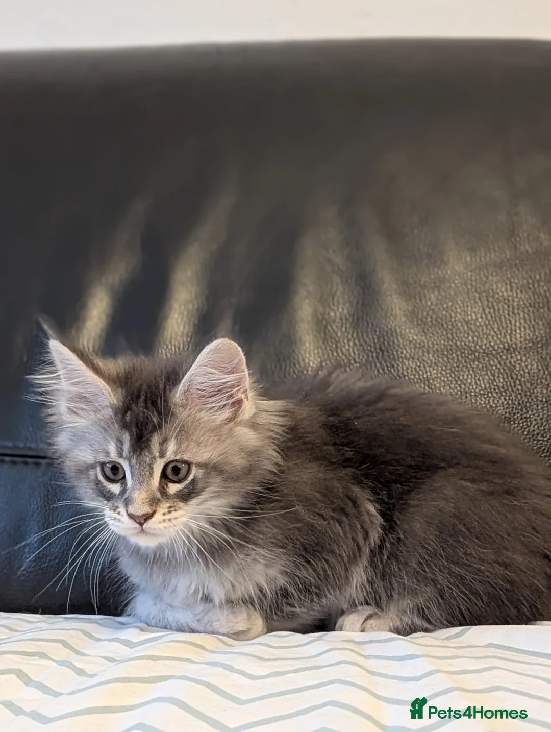 Maine Coon cats for sale: 🏅GCCF🏅 pure maine coon kittens  - Advert 28