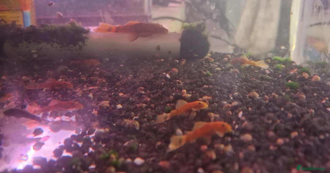 Plecos fish for sale: Super Red Blistlenose Pleco  - Advert 4