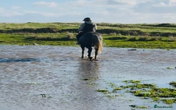 Hungarian warmblood horses for sale: Super 7 yr old mare (Hungarian import) - Image 8