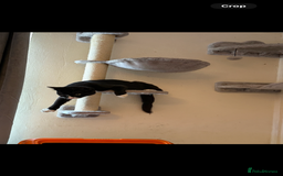 Domestic Shorthair cats for sale: Beautiful male kitten for sale  - Advert 2