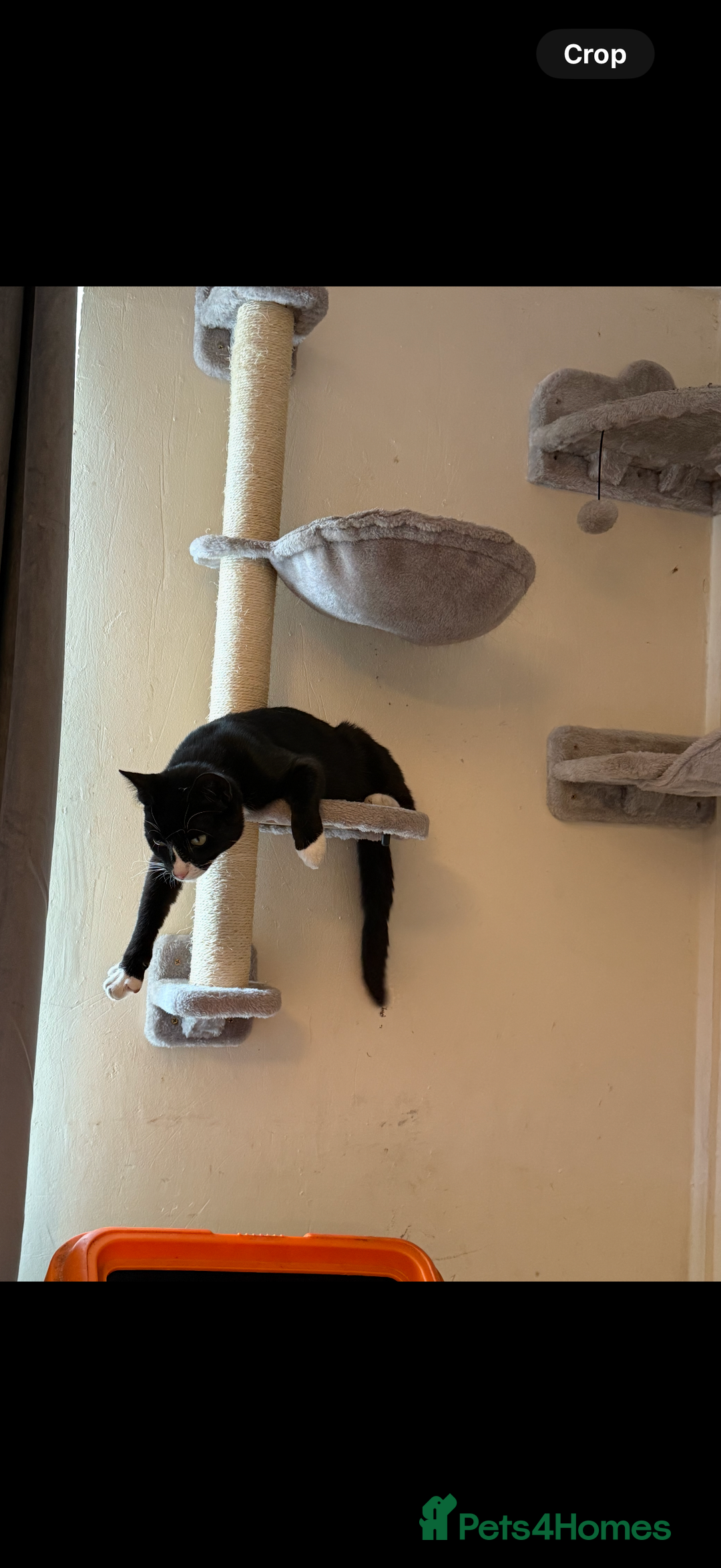 Domestic Shorthair cats for sale: Beautiful male kitten for sale  - Advert 2