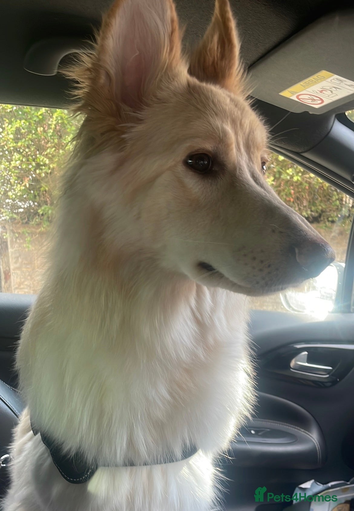 German Shepherd dogs Gorgeous German shepherd female  - Advert 1