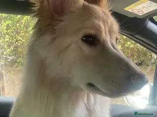 German Shepherd dogs Gorgeous German shepherd female - Advert 1