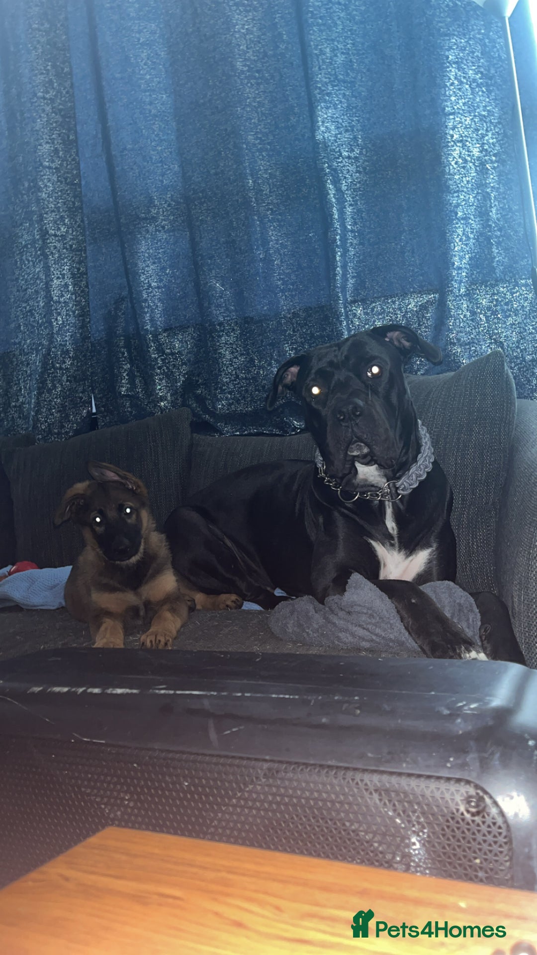 German Shepherd dogs for sale: Narla GSD puppy - Image 5