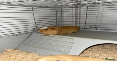 Guinea Pig rodents - Advert 9