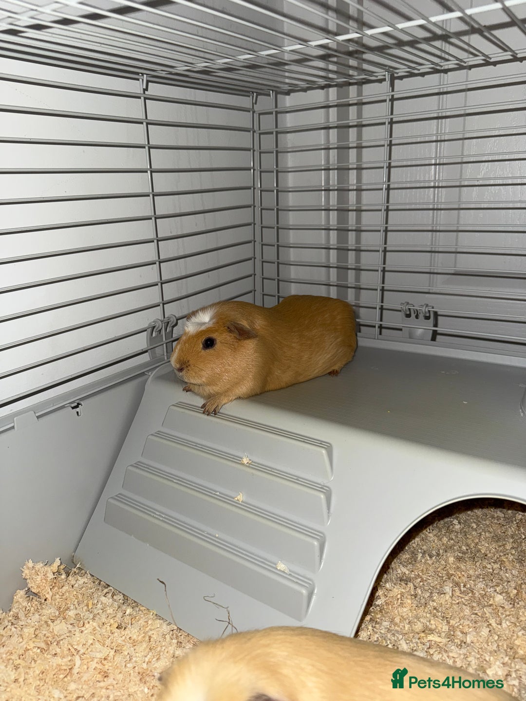 Guinea Pig rodents for sale: FREE 2 Male Guinea Pigs  - Image 3