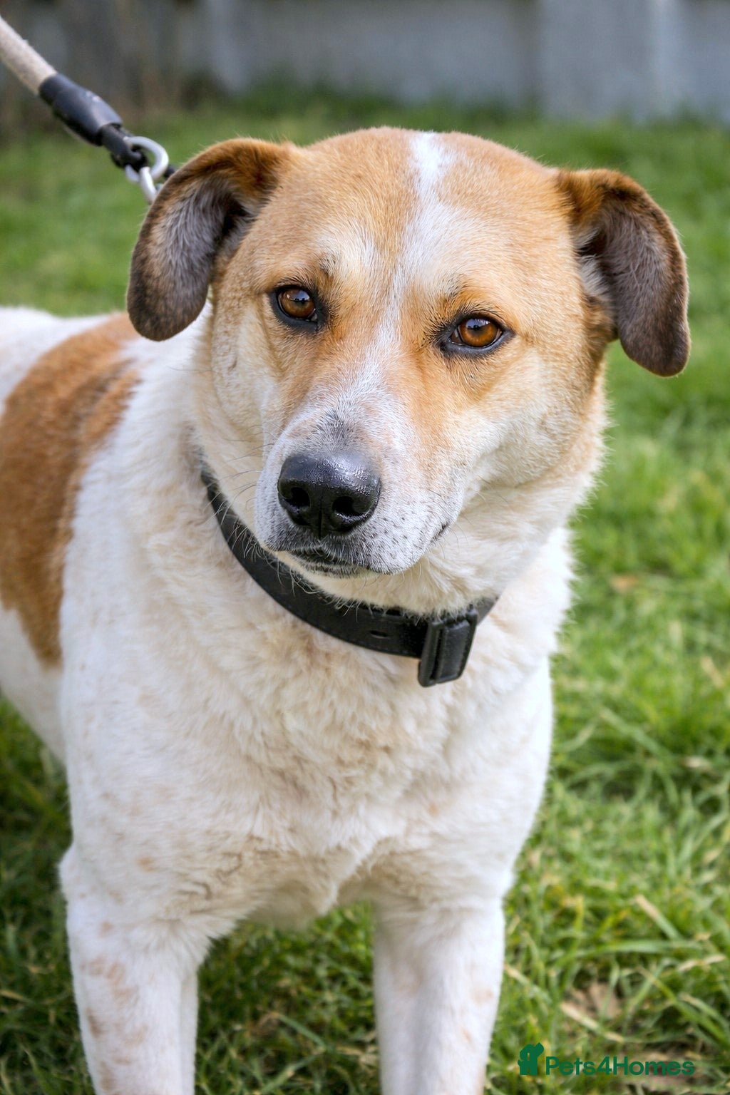 Mixed Breed dogs 💔 JUNIOR – 4 years behind bars…still waiting 💔 - Advert 1