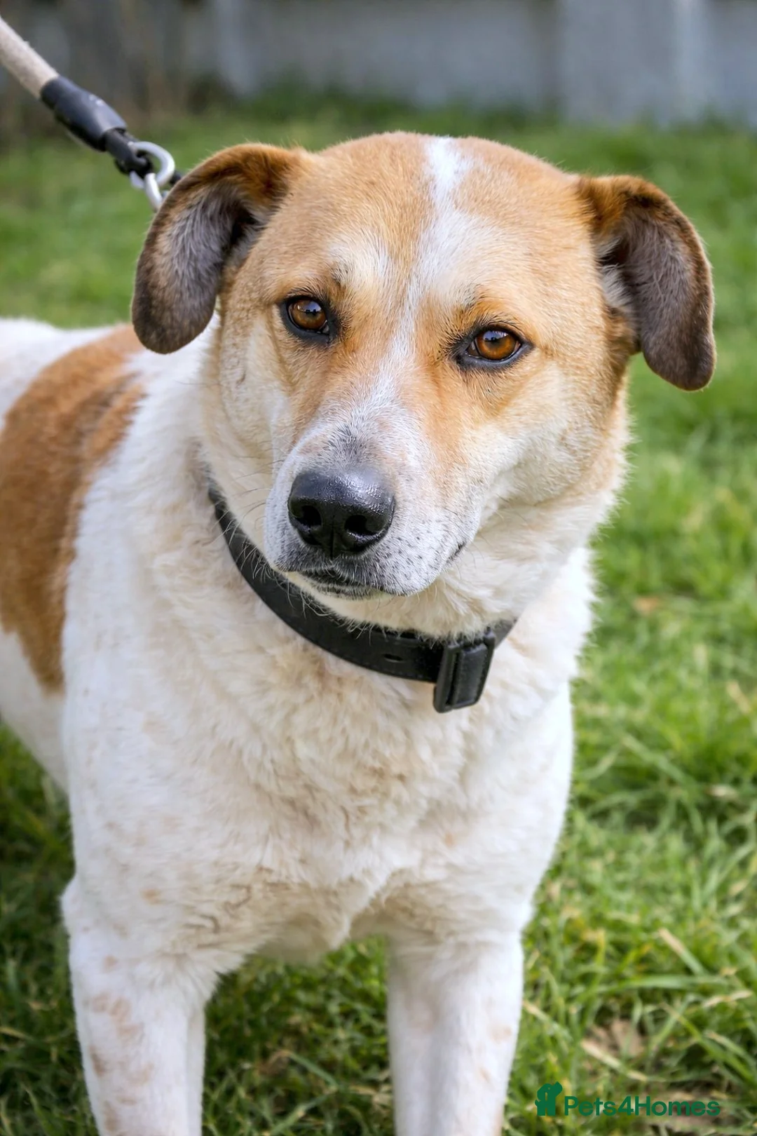 Mixed Breed dogs for adoption: 🤍 JUNIOR – a gentle soul waiting for his family - Advert 1