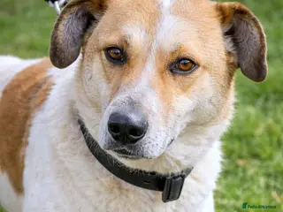 Mixed Breed dogs ๐ JUNIOR โ 4 years behind barsโฆstill waiting ๐ - Advert 1