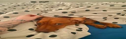 Jackshund dogs for sale: Otto - 8 month old Jackshund! - Advert 4