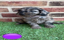 Cockapoo dogs for sale: Ready now. Cockapoos - Image 10
