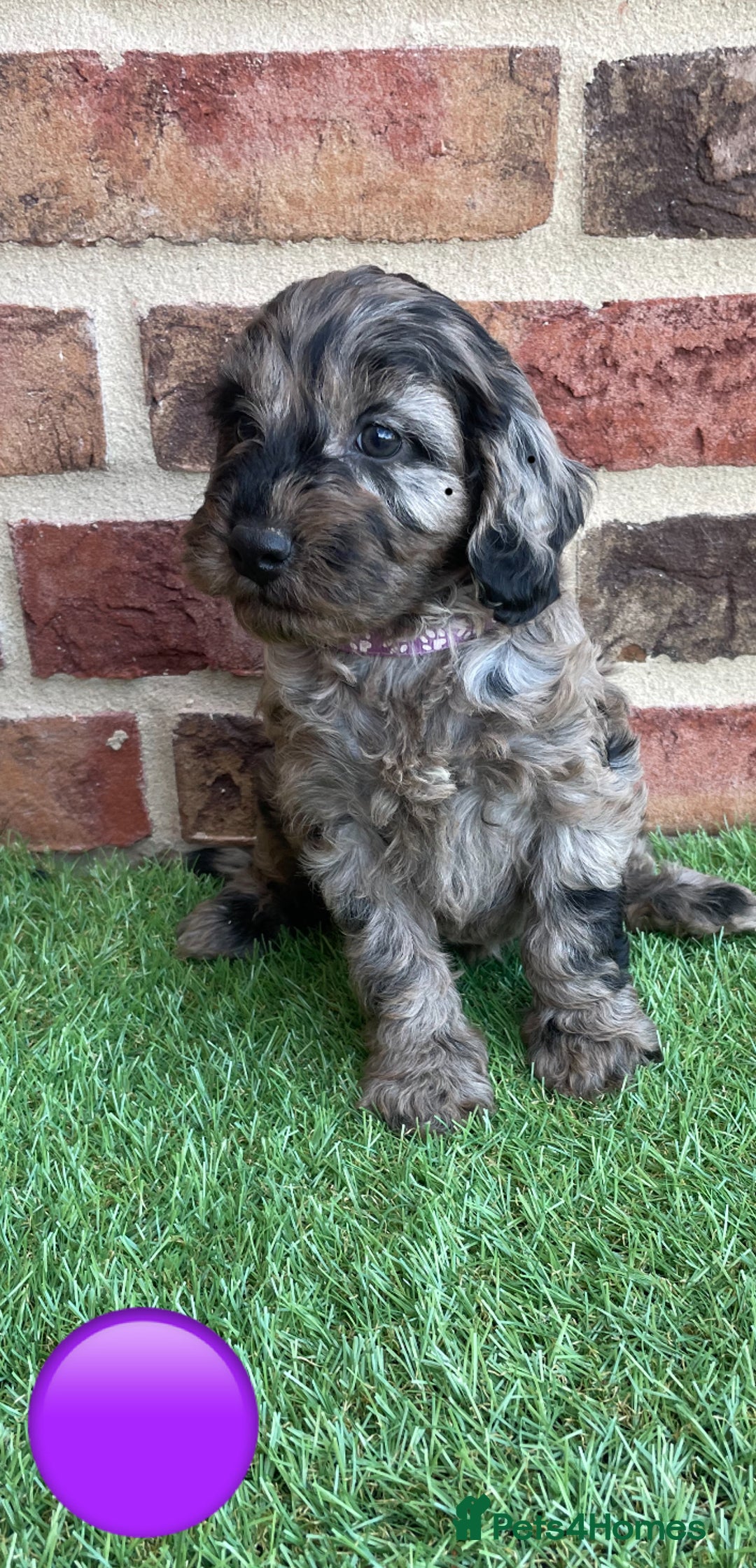 Cockapoo dogs for sale: Ready now. Cockapoos - Image 10
