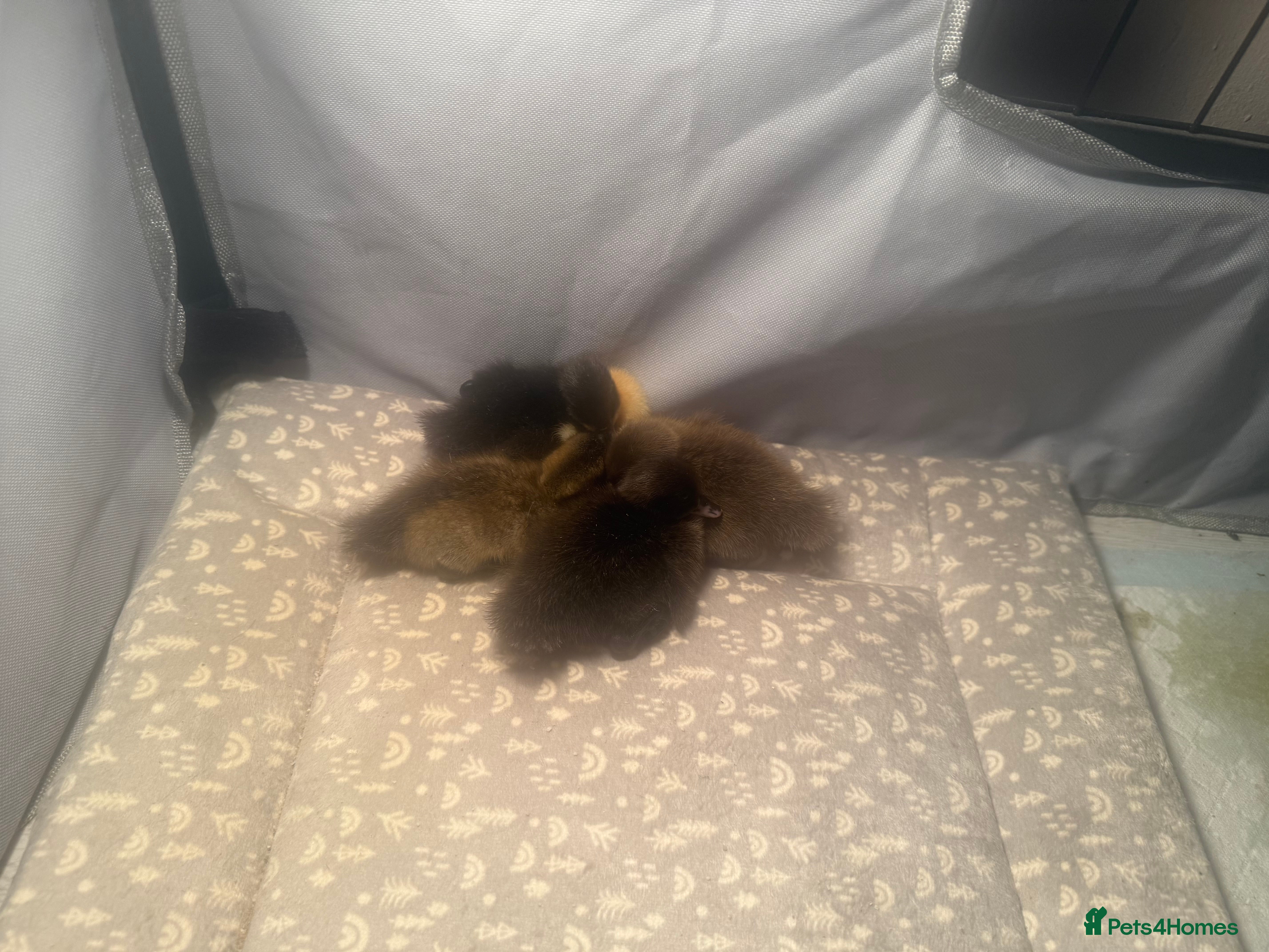 Ducks poultry 3 Ducklings To Go To Good Home! in Liverpool - Advert 1