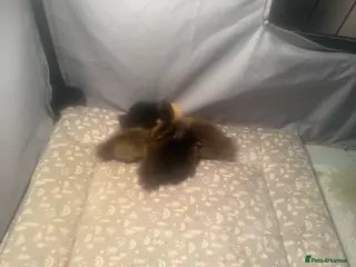 Ducks poultry 3 Ducklings To Go To Good Home! in Liverpool - Advert 1