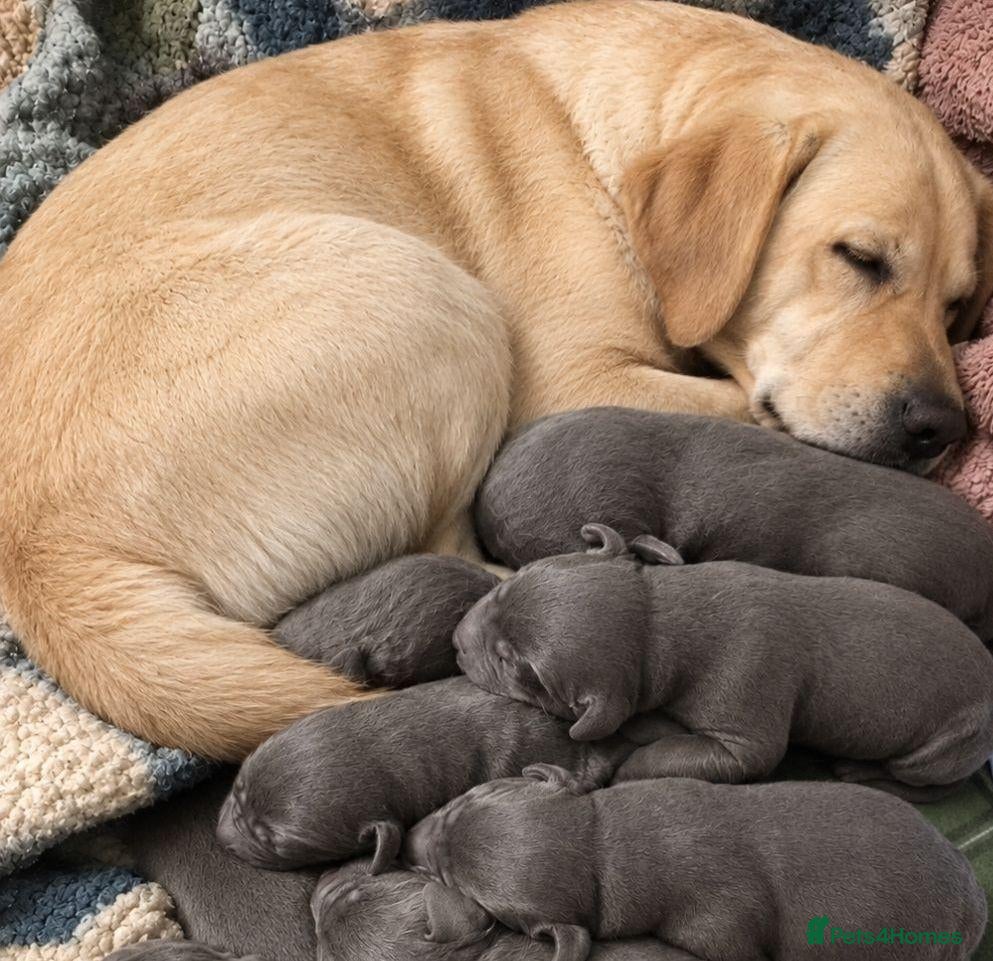 Labrador Retriever dogs Beautiful Lab Puppies Charcoal & Silver  - Advert 1