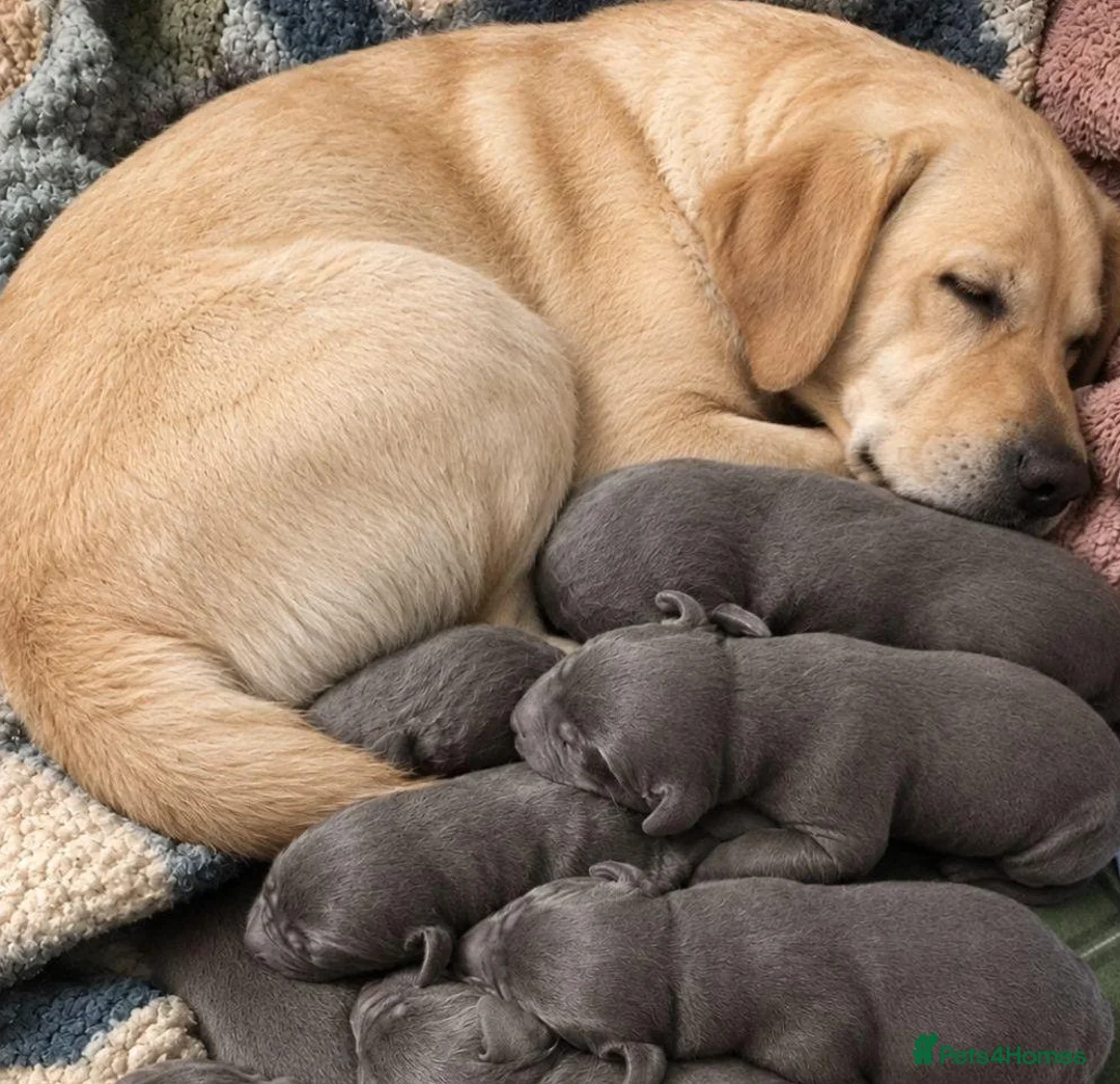 Labrador Retriever dogs for sale: Beautiful Lab Puppies Charcoal & Silver  - Advert 1