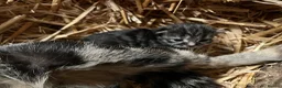 Mixed Breed cats for sale: Yard cats - Advert 6