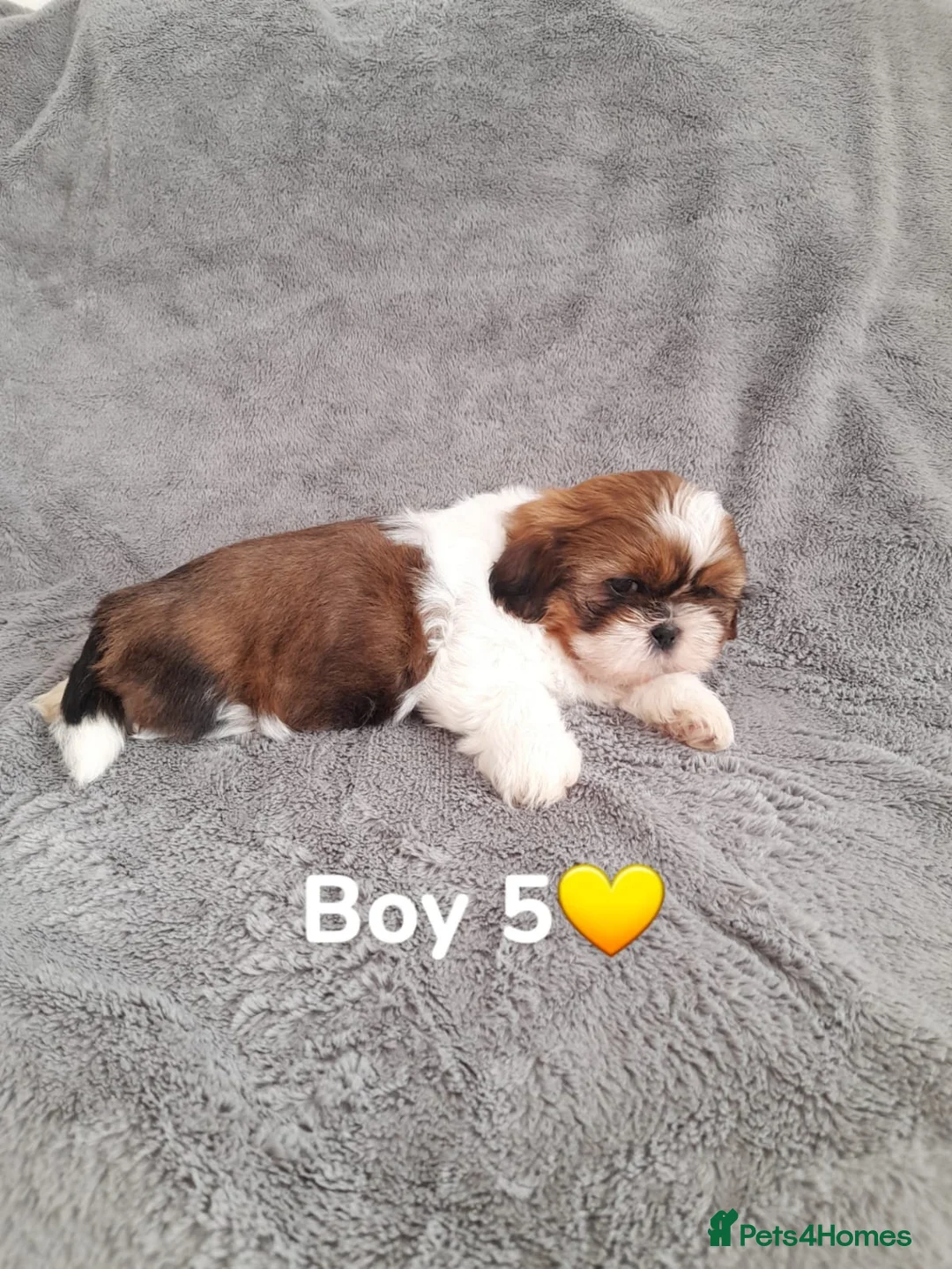 Shih Tzu dogs for sale: Shih tzu puppies for sale - Advert 15