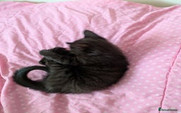 Bengal cats for sale: Melanistic Black Bengal Female Kitten - Image 7