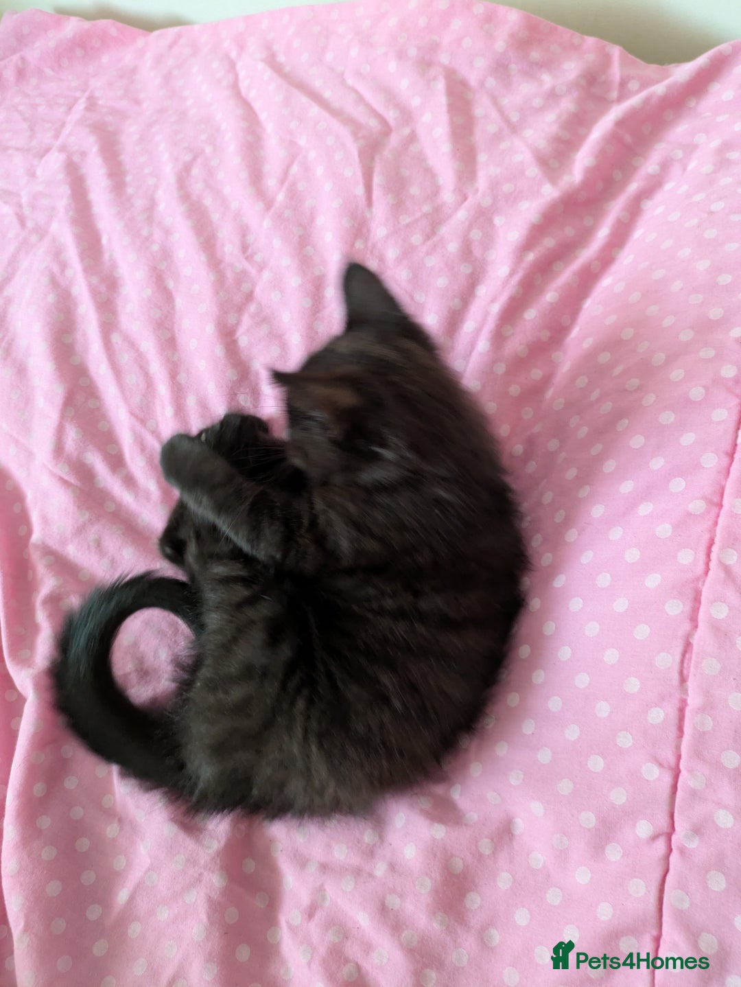 Bengal cats for sale: Melanistic Black Bengal Female Kitten - Image 7