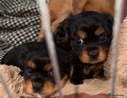 Cavalier King Charles Spaniel dogs Beautiful Cavalier Puppies - Fully health tested - Advert 11