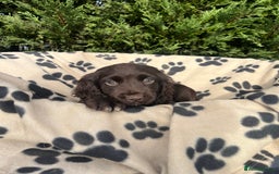 Cocker Spaniel dogs for sale: 5 beautiful cocker spaniels  - Advert 3