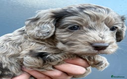 Cockapoo dogs for sale: Merle & Chocolate Cockapoo puppies - Image 1