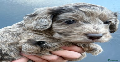 Cockapoo dogs Merle & Chocolate Cockapoo puppies - Advert 4