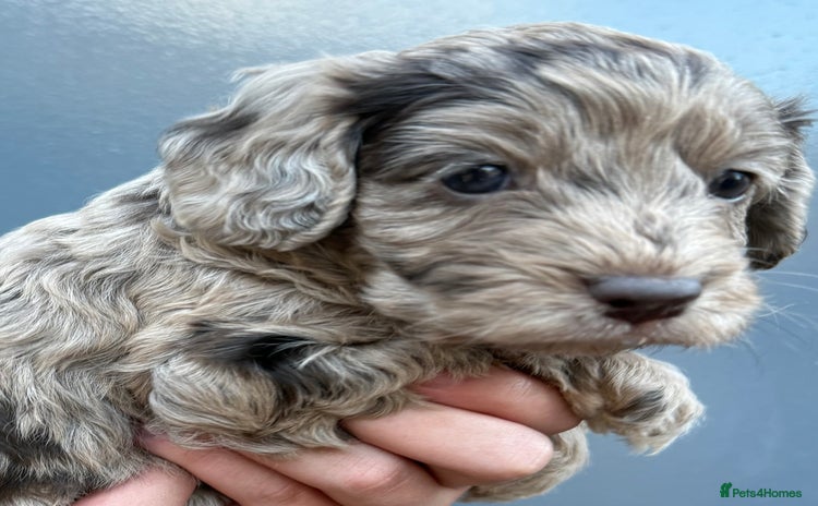 Cockapoo dogs - Advert 3