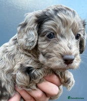 Cockapoo dogs Merle & Chocolate Cockapoo puppies - Advert 2