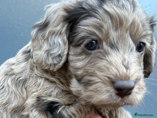 Cockapoo dogs - Advert 3