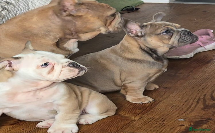 Mixed Breed dogs - Advert 4
