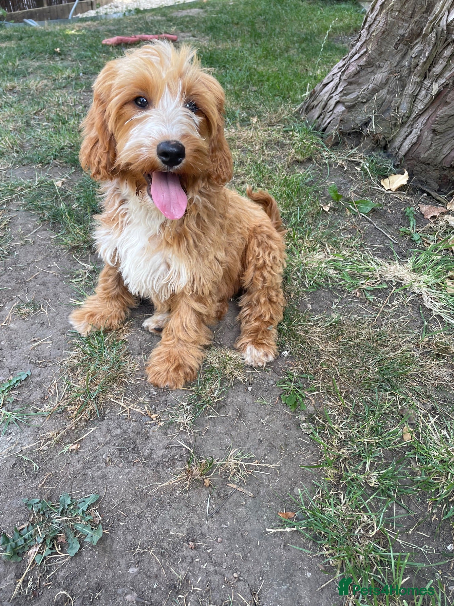 Cockapoo dogs Miniature f1 male puppy  - Advert 1