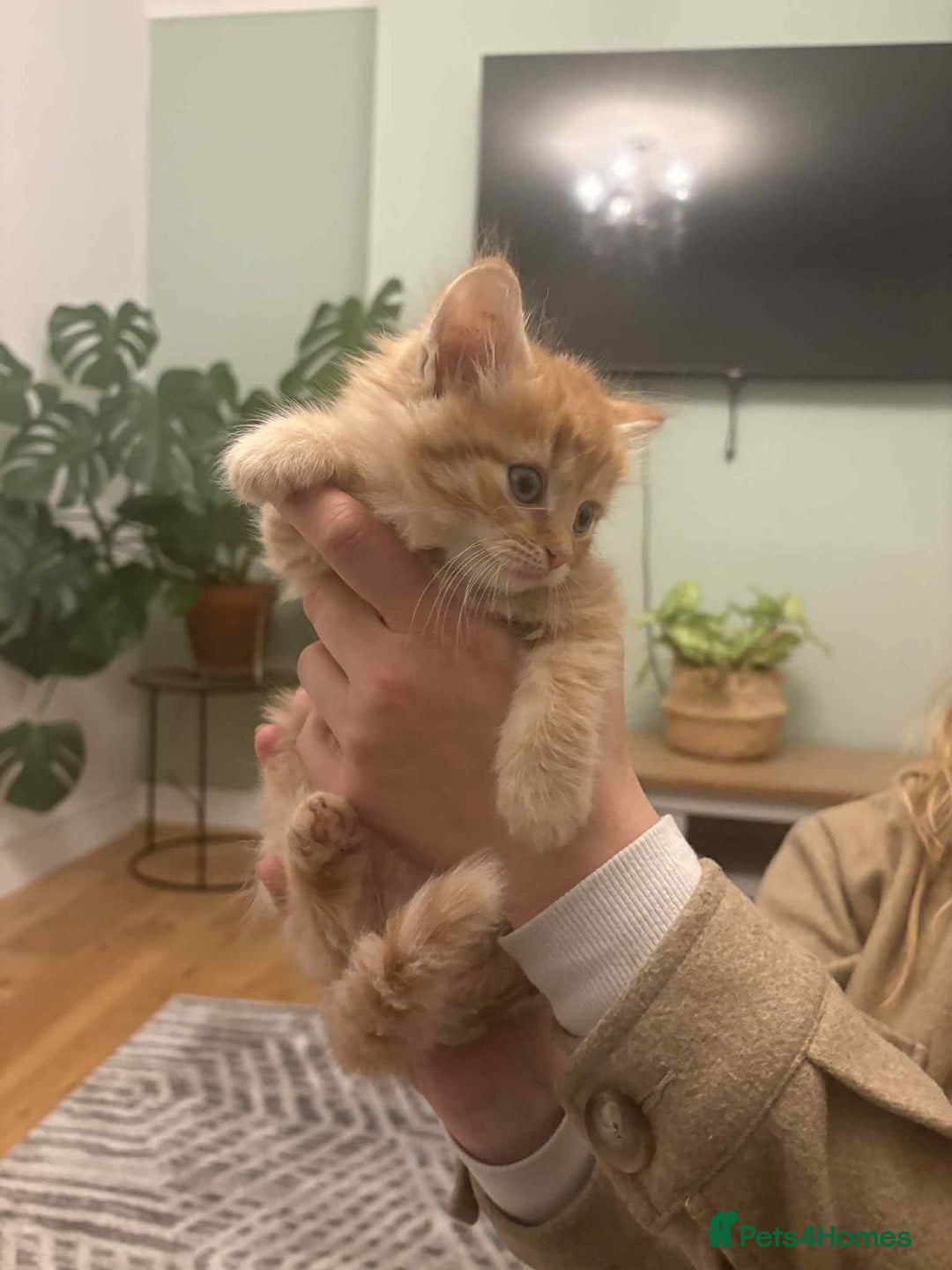 Maine Coon cats for sale: Maine coon xxx - Advert 17