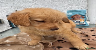 Goldendoodle dogs - Advert 5