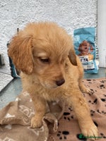 Goldendoodle dogs - Advert 5