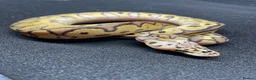 Python Snake reptiles for sale: Royals python Hatchlings  in Llanwrtyd Wells - Advert 7