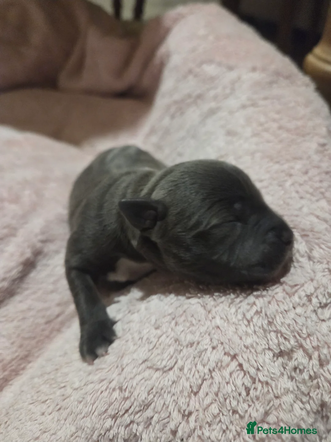 Staffordshire Bull Terrier dogs for sale: KC Reg Staffordshire Bull terrier puppies  - Advert 13
