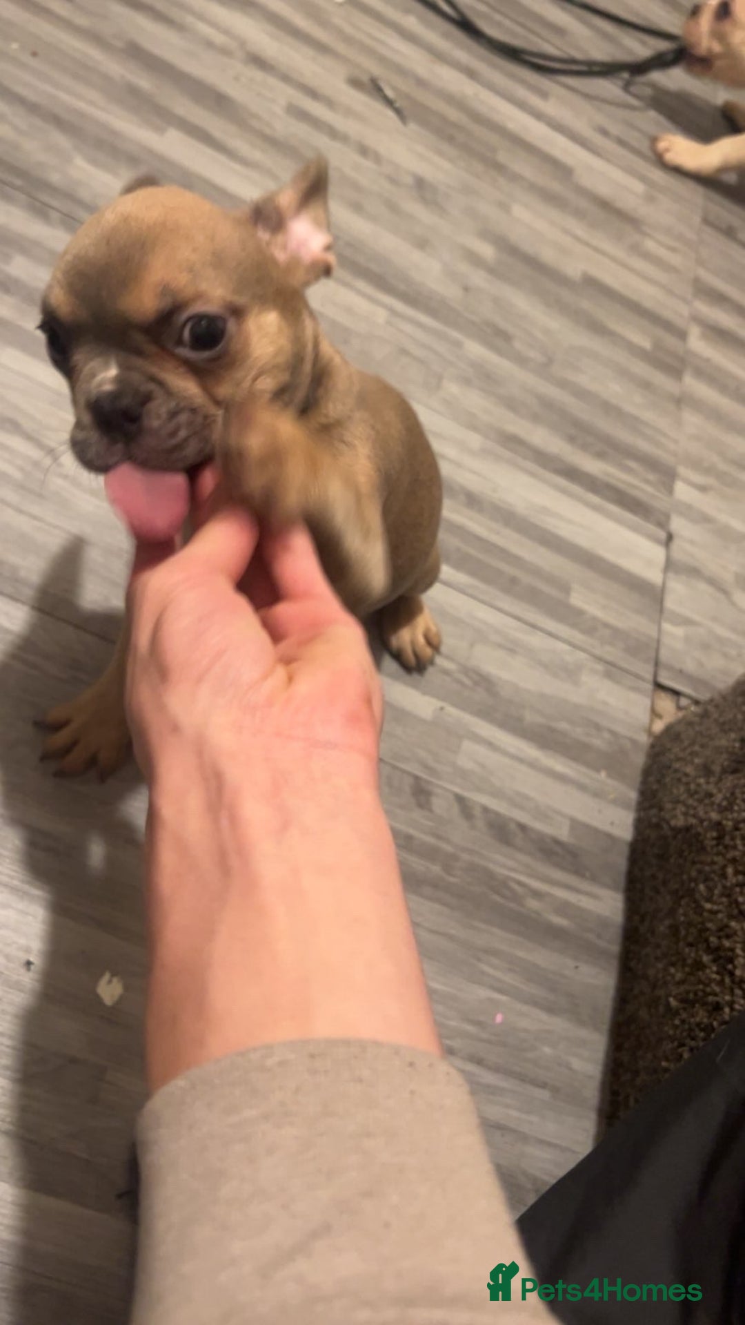 French Bulldog dogs for sale: French bulldog pups available (Reduced) - Advert 32