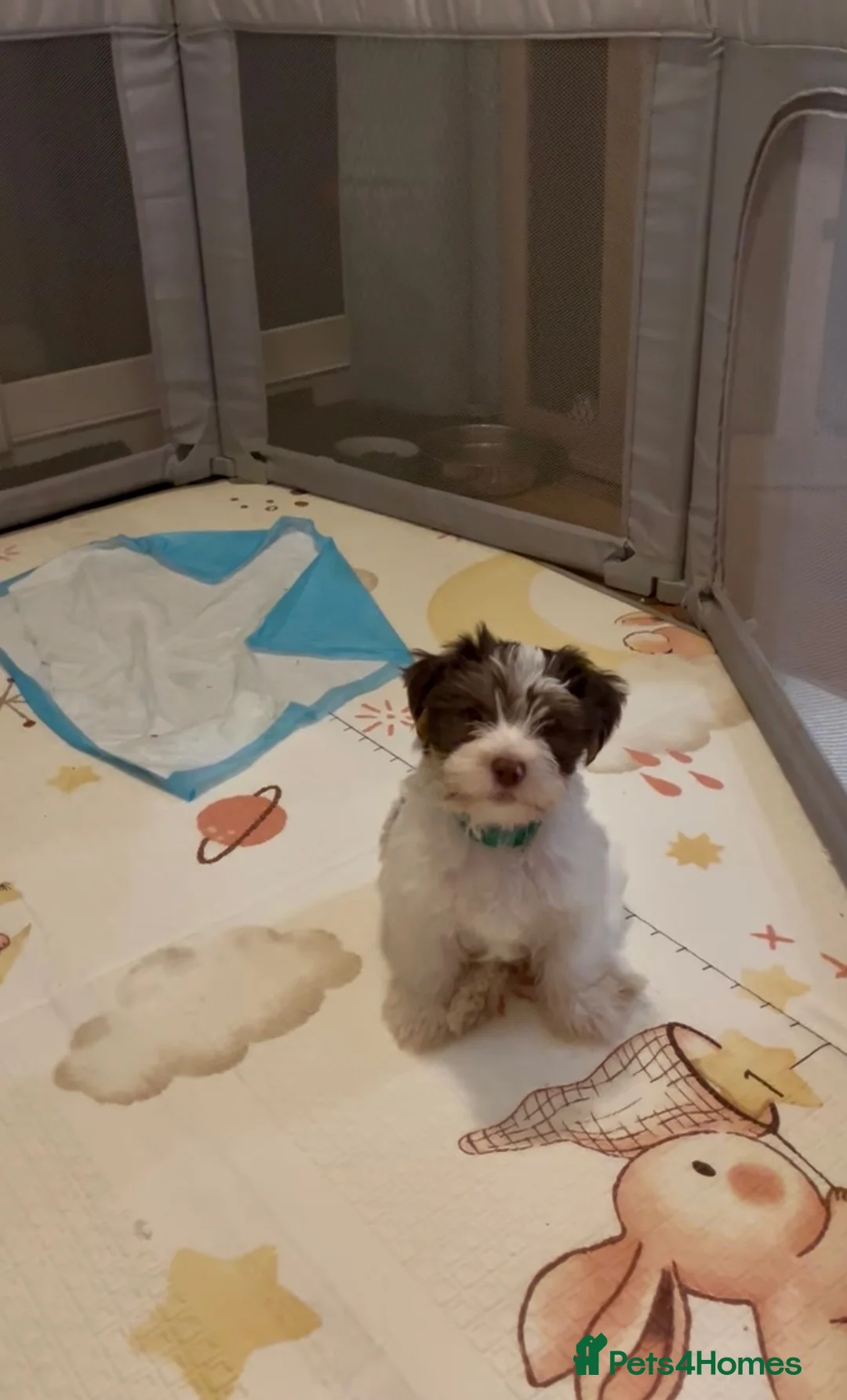 Yorkshire Terrier dogs for sale: READY NOW..PEDIGREE YORKSHIRE TERRIER FOR SALE - Advert 12