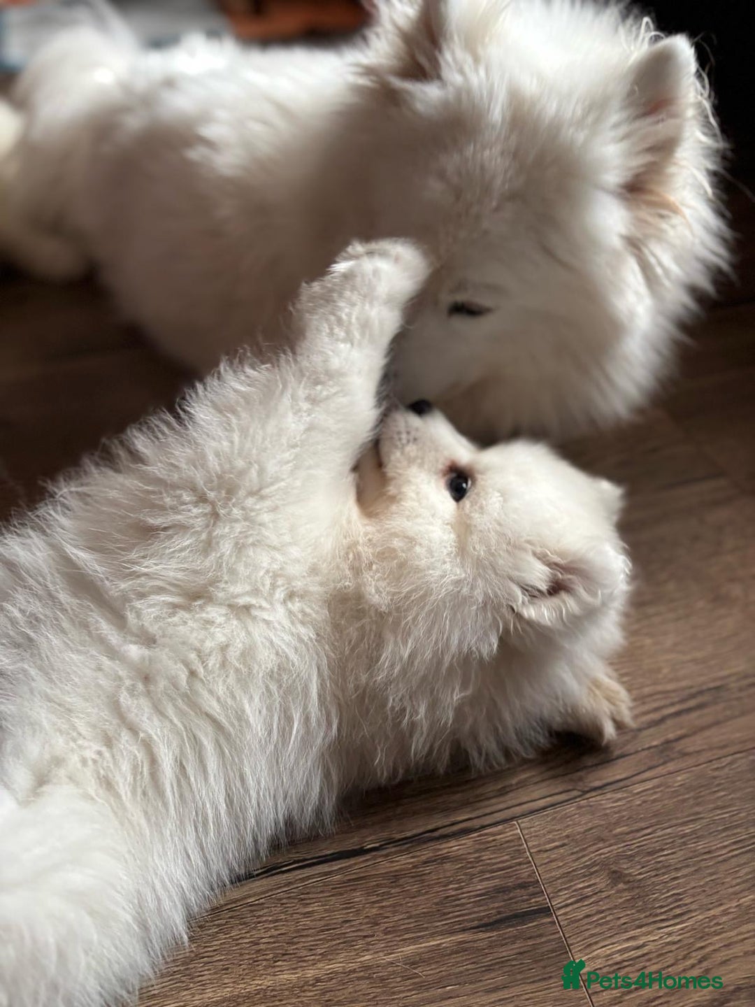 Samoyed dogs for sale: 🐾 Beautiful KC Registered Samoyed – 7 Months Old - Advert 12