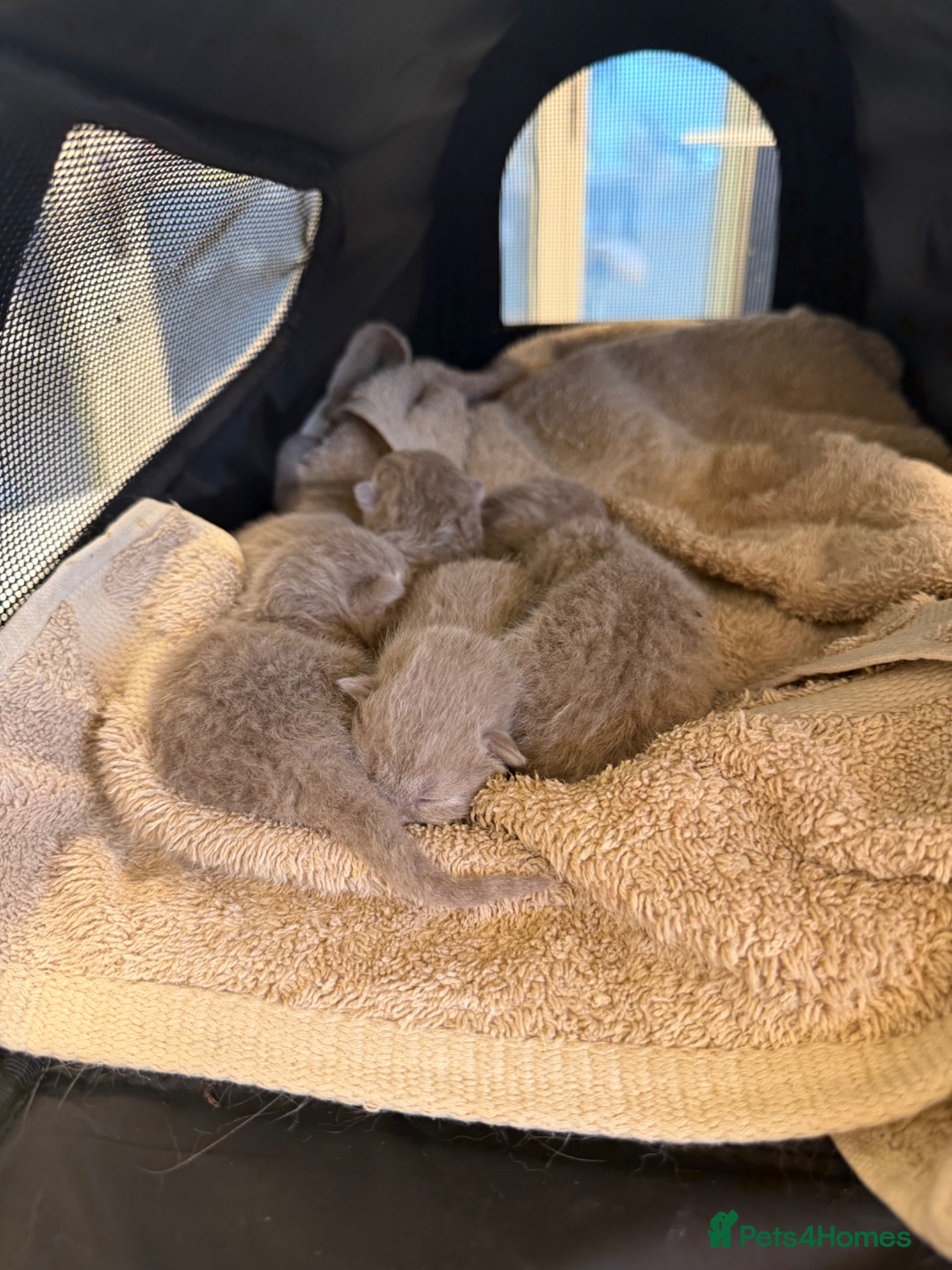 British Shorthair cats Lilac BSH kittens  - Advert 2