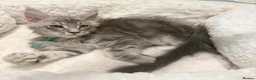Maine Coon cats for sale: Stunning MaineCoon kittens  in Manchester - Advert 18