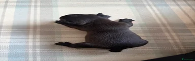 French Bulldog 2