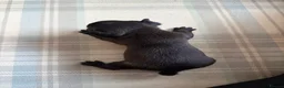French Bulldog dogs for sale: 1 male 3 female litter  - Advert 8