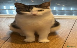 British Shorthair cats for sale: DOMESTIC SHORTHAIR Male - chipped and neutered  - Advert 1