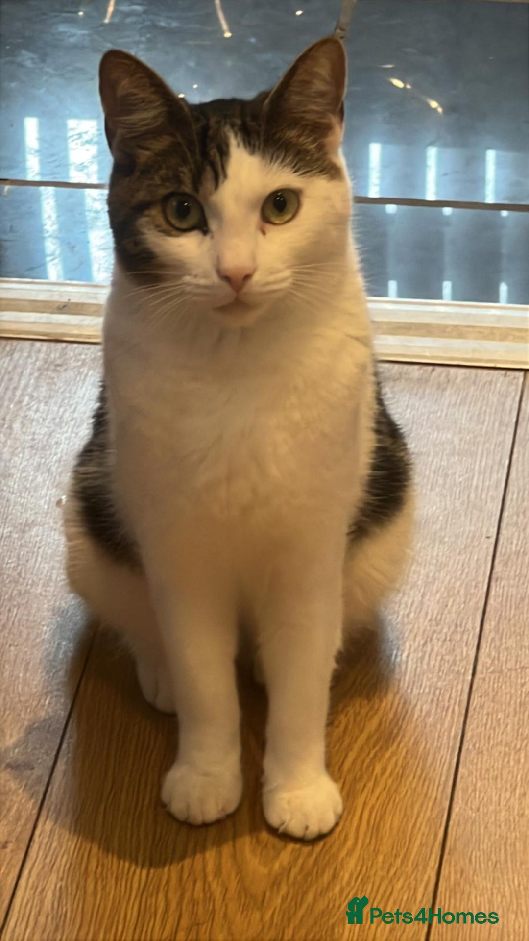 British Shorthair cats for sale: DOMESTIC SHORTHAIR Male - chipped and neutered  - Advert 1