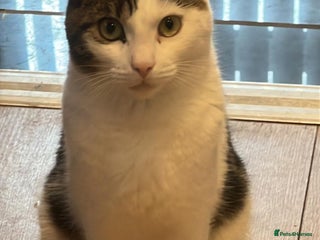 British Shorthair cats for sale: DOMESTIC SHORTHAIR Male - chipped and neutered - Advert 1